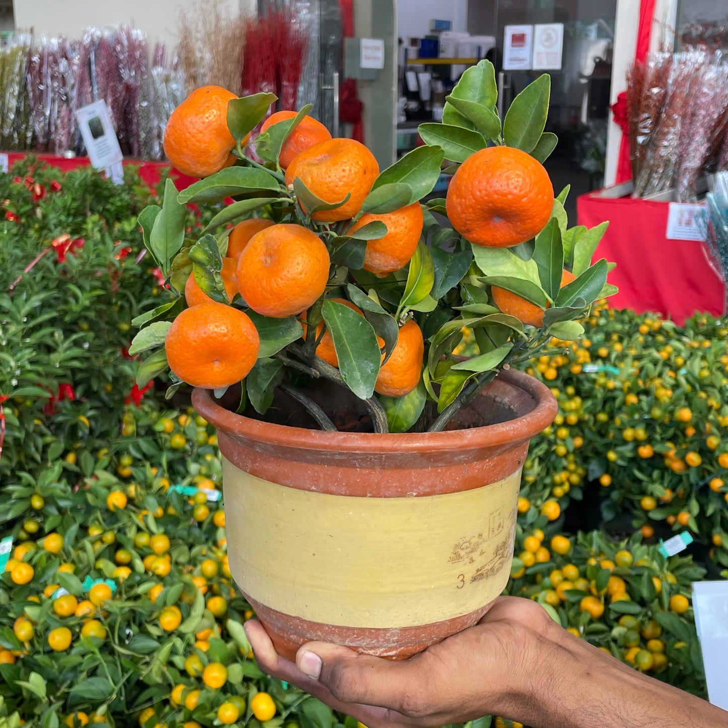 Mini Zhu Sha Tree  朱砂桔树