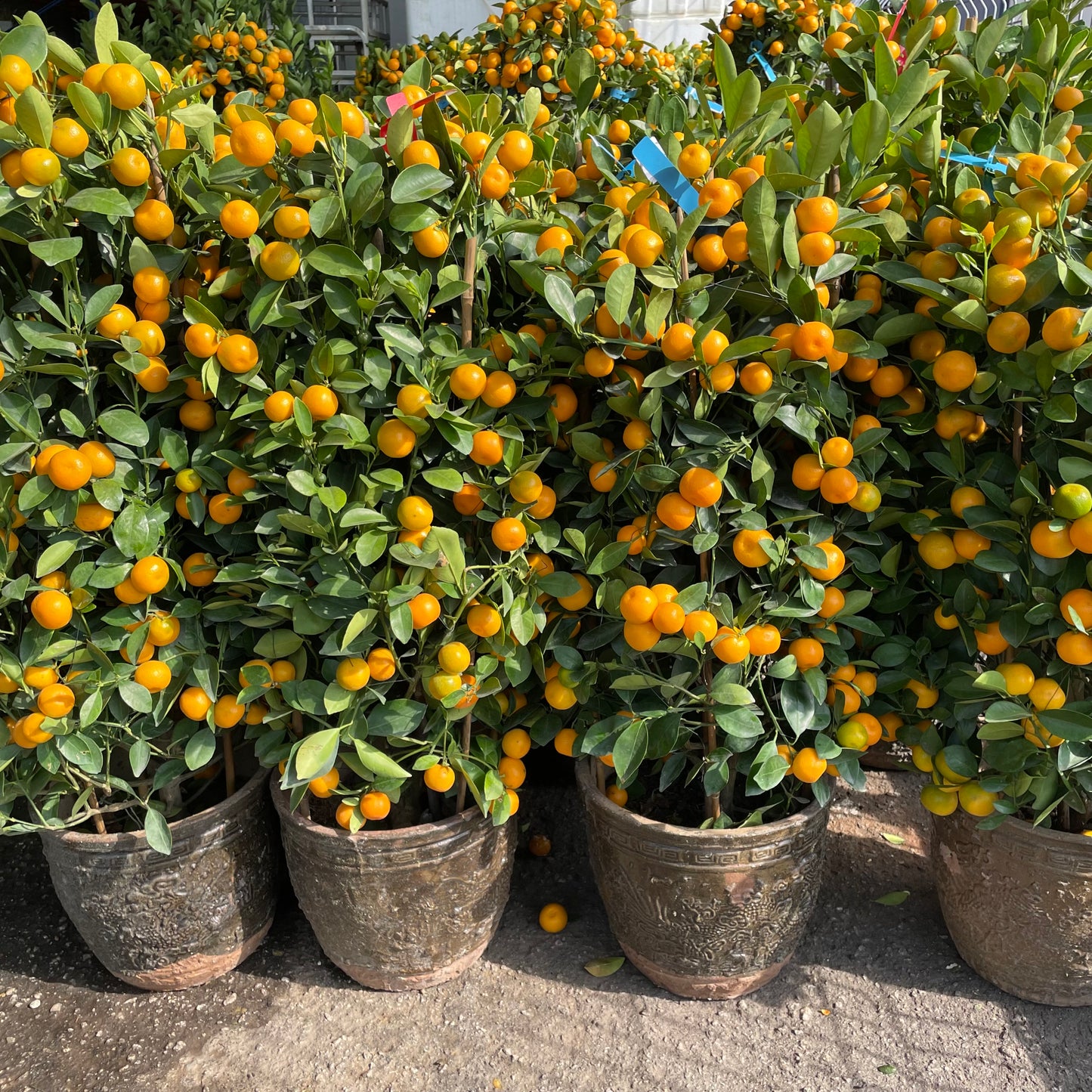 Four Season Lime Tree 四季桔树 12 Inch Pot