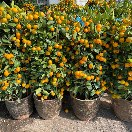 Four Season Lime Tree 四季桔树 12 Inch Pot