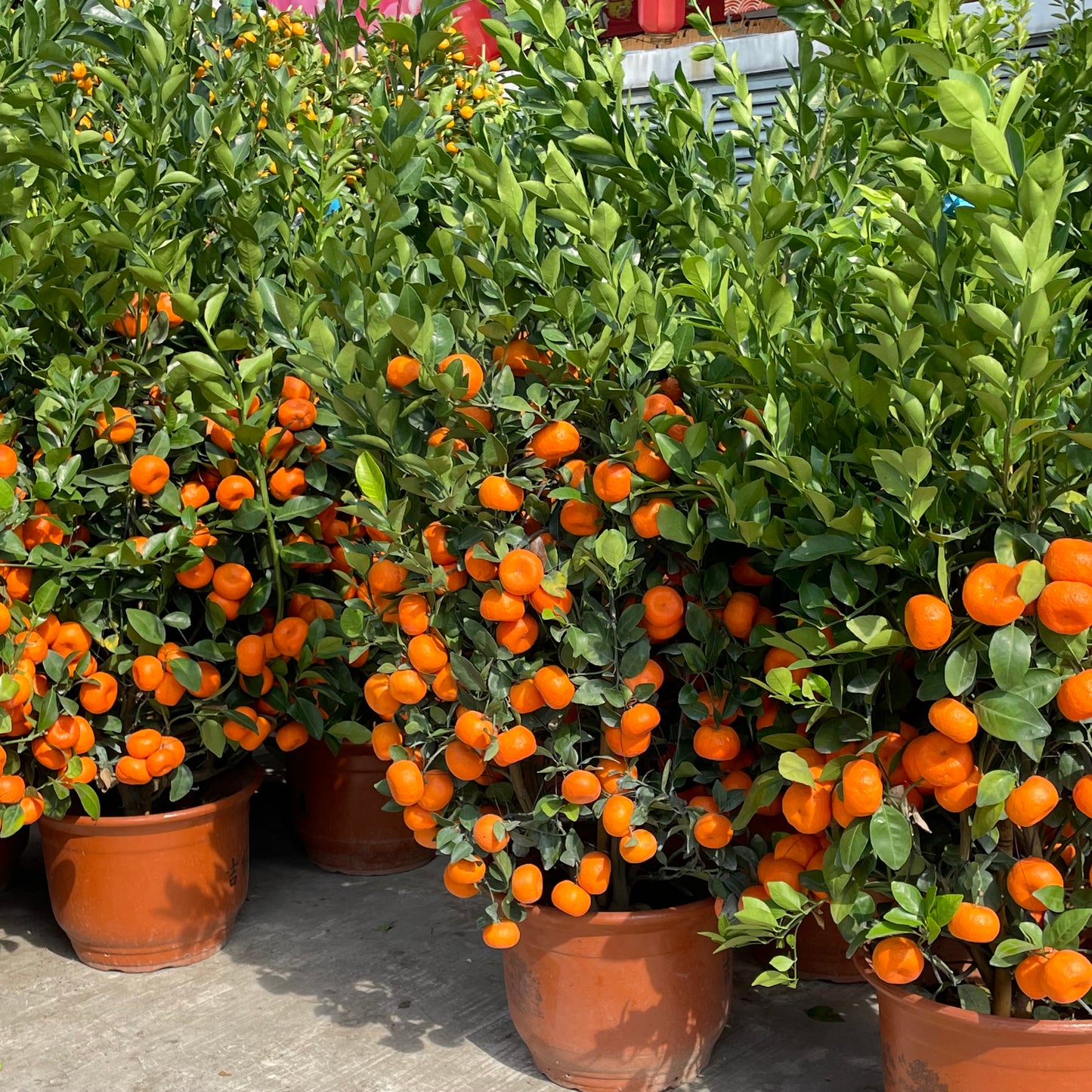 Orange Tree Zhu Sha 朱砂桔树 - 16 Inch Pot