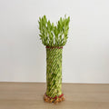 Feng Shui Bamboo 富贵竹