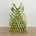 Golden Triangle Bamboo (8 Tier) 黄金三角竹