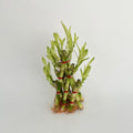 Golden Triangle Bamboo (3 Tier) 15CM