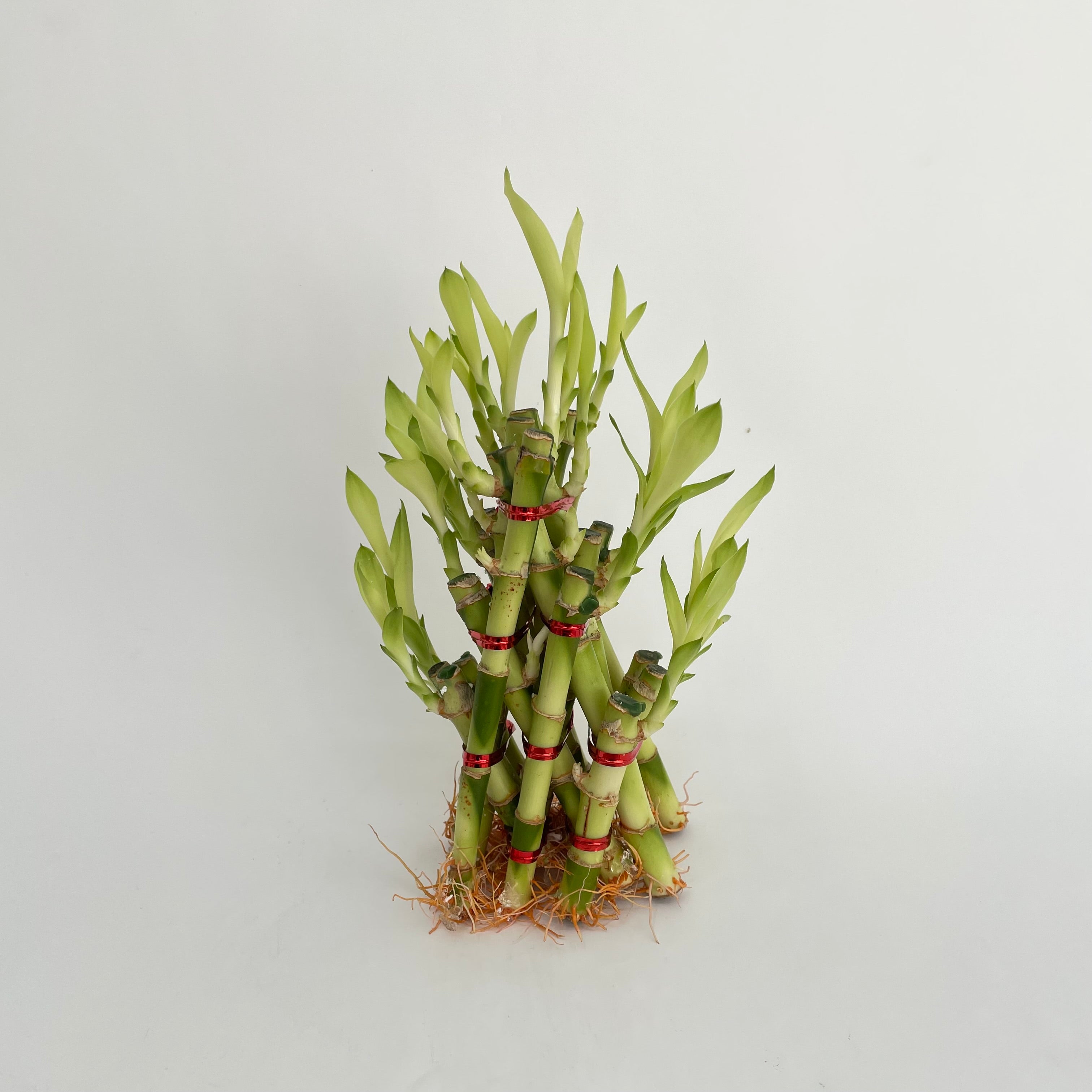 Golden Triangle Bamboo (3 Tier) 15CM