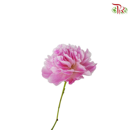 Peony Pink (5 stems) - Pudu Ria Florist Southern