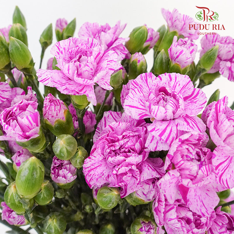 Carnation Spray Lollipop  (18-20 Stems) - Pudu Ria Florist Southern