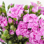 Carnation Spray Lollipop  (18-20 Stems) - Pudu Ria Florist Southern