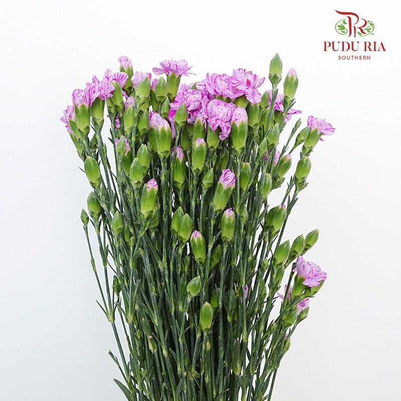 Carnation Spray Lollipop  (18-20 Stems) - Pudu Ria Florist Southern