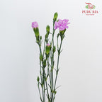 Carnation Spray Lollipop  (18-20 Stems) - Pudu Ria Florist Southern
