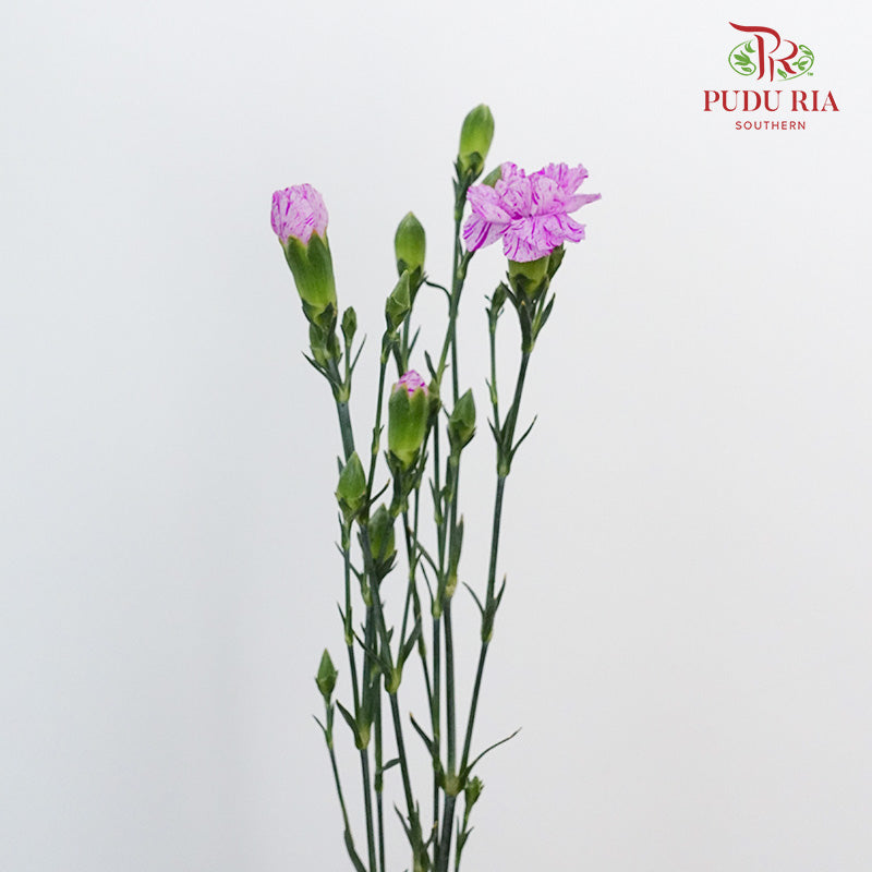 Carnation Spray Lollipop  (18-20 Stems) - Pudu Ria Florist Southern