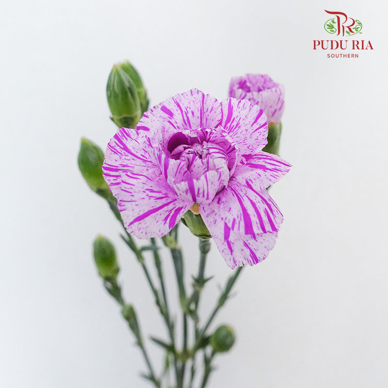 Carnation Spray Lollipop  (18-20 Stems) - Pudu Ria Florist Southern