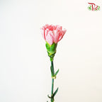 Carnation little Pink (18-20 Stems) - Pudu Ria Florist Southern