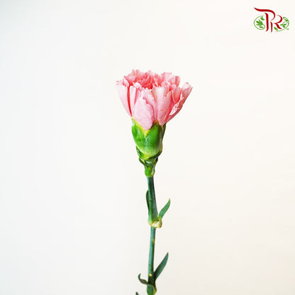 Carnation little Pink (18-20 Stems) - Pudu Ria Florist Southern