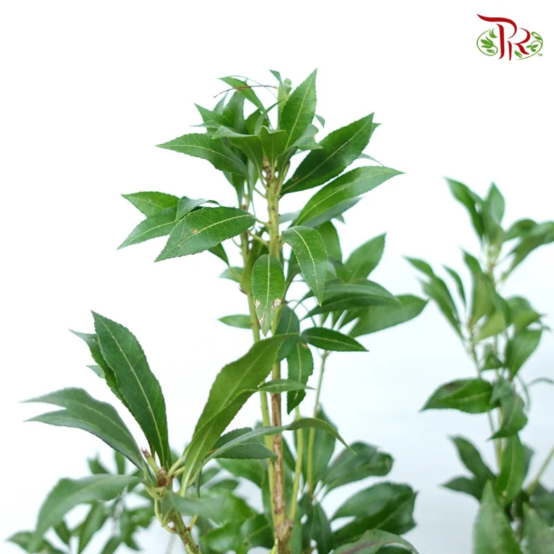 Pieris Japonica Leaf 100CM - (Per Stem)
