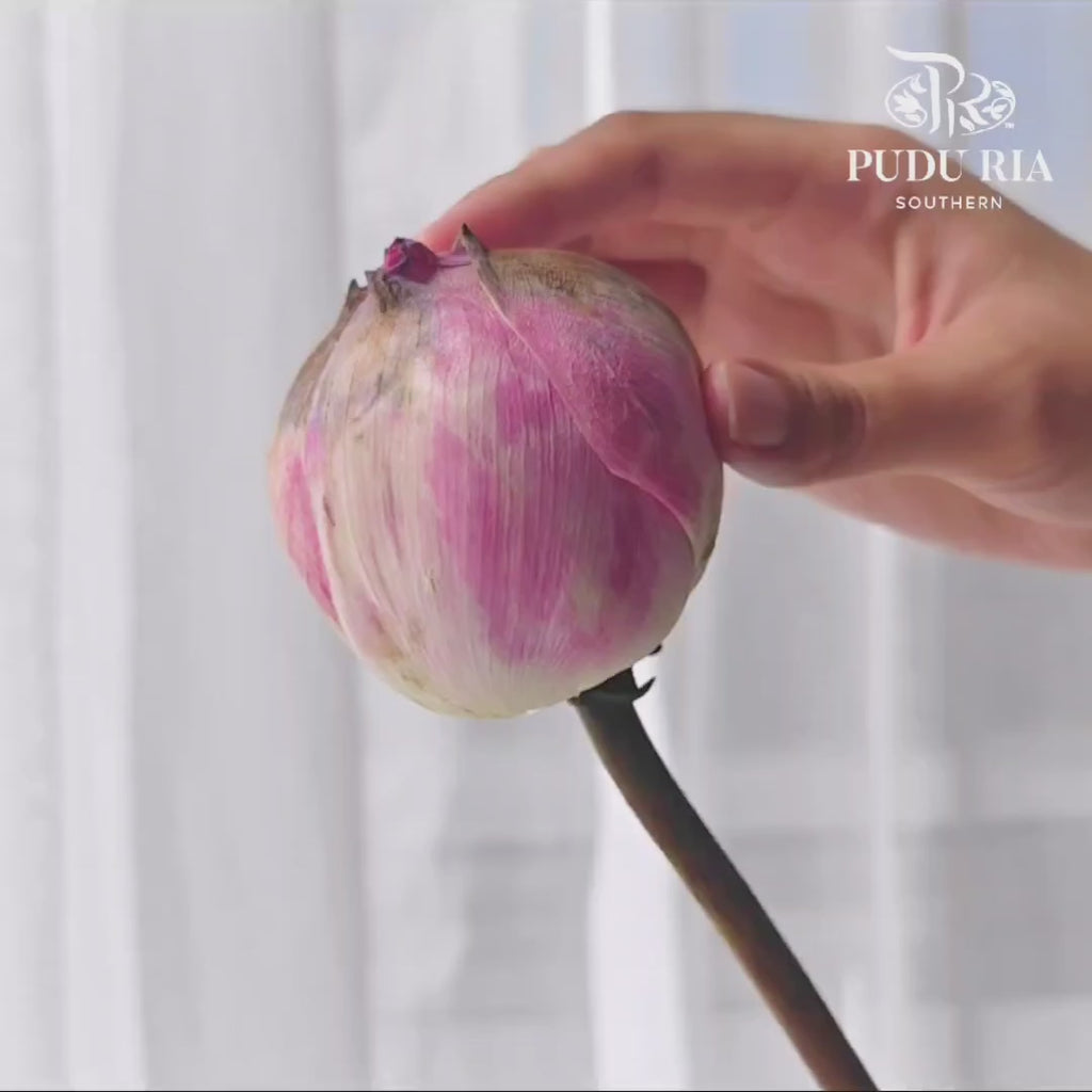Lotus Pink - (Per Stem)