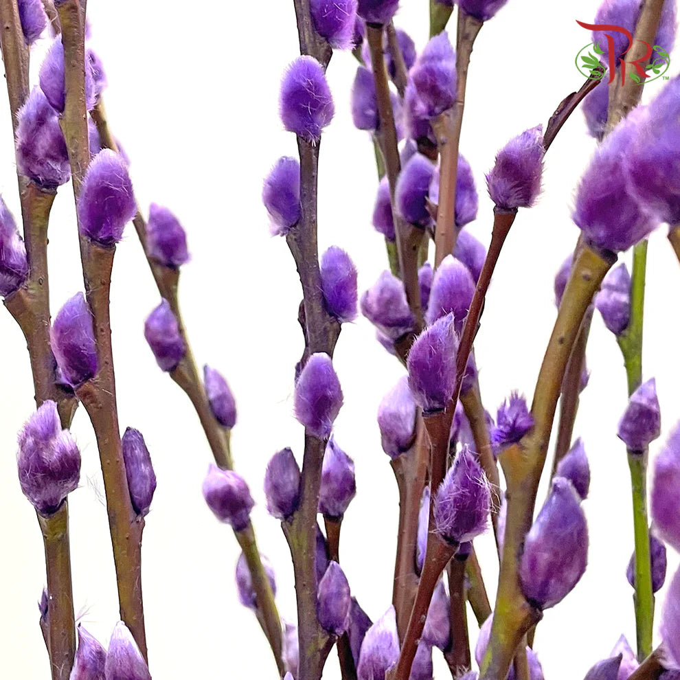 银柳 Pussy Willow Purple (6FT) - (10 Stems)