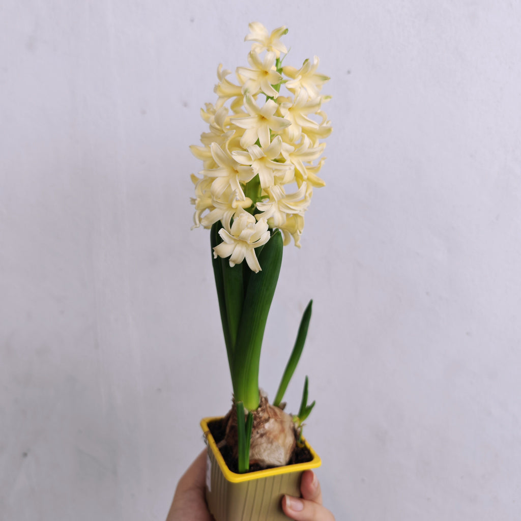 Hyacinthus 风信子 1pp