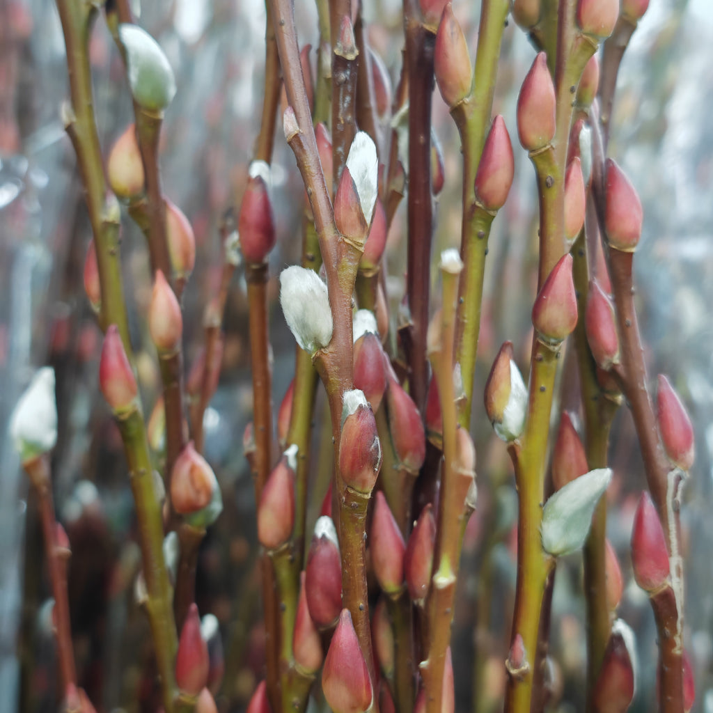 6ft Fresh Pussy Willow Natural Spray 水养分枝银柳 - (12 Stems)
