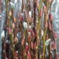 6ft Fresh Pussy Willow Natural Spray 水养分枝银柳 - (12 Stems)