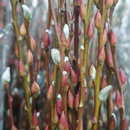 水养分枝银柳 Fresh Pussy Willow Natural Spray - (6ft) - 12 Stems