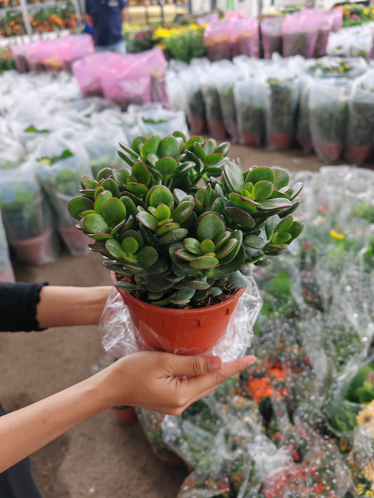 Crassula (Small Leaf) 翡翠木