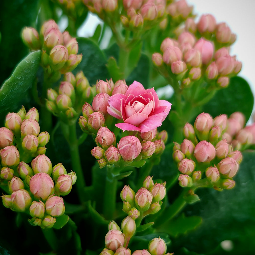 Kalanchoe 万紫千红 (Big) 2025