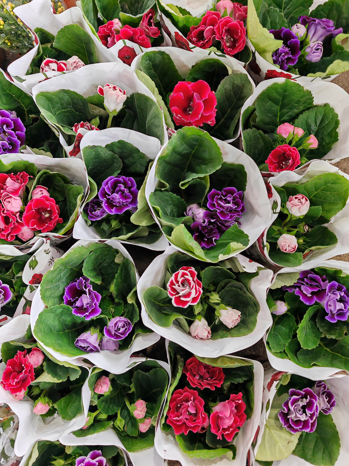 Gloxinia / Sinningia 大岩桐 150p