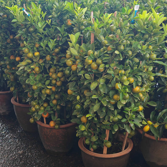 Local Lime Tree 桔子树 90CM - 120CM