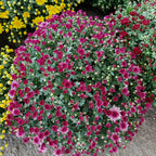 Chrysanthemum Gypsophilla P310 菊花满天星