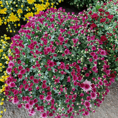 Chrysanthemum Gypsophilla P310 菊花满天星