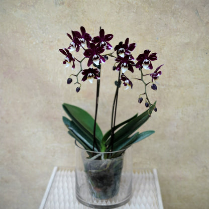 Phalaenopsis Orchid Burgundy Double Stem Small