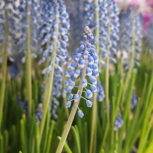 Muscari Big Smile 葡萄风信子 - Blue 15CM