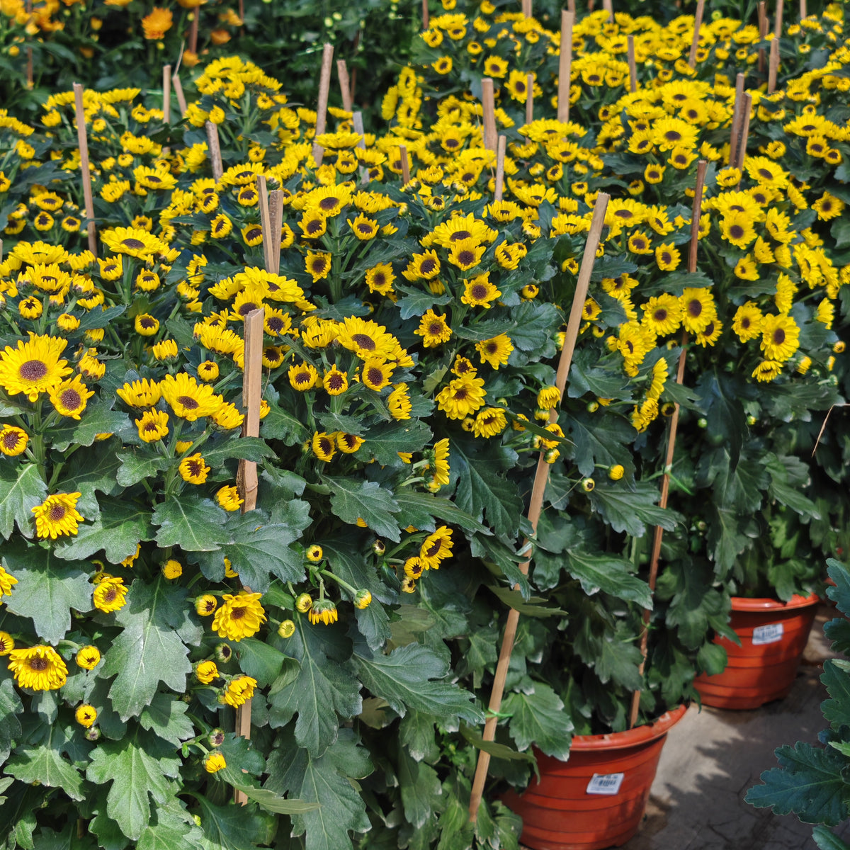 Chrysanthemum Pom-Pom 菊花