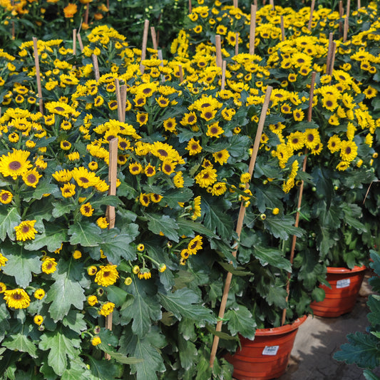 Chrysanthemum pom-pom 菊花