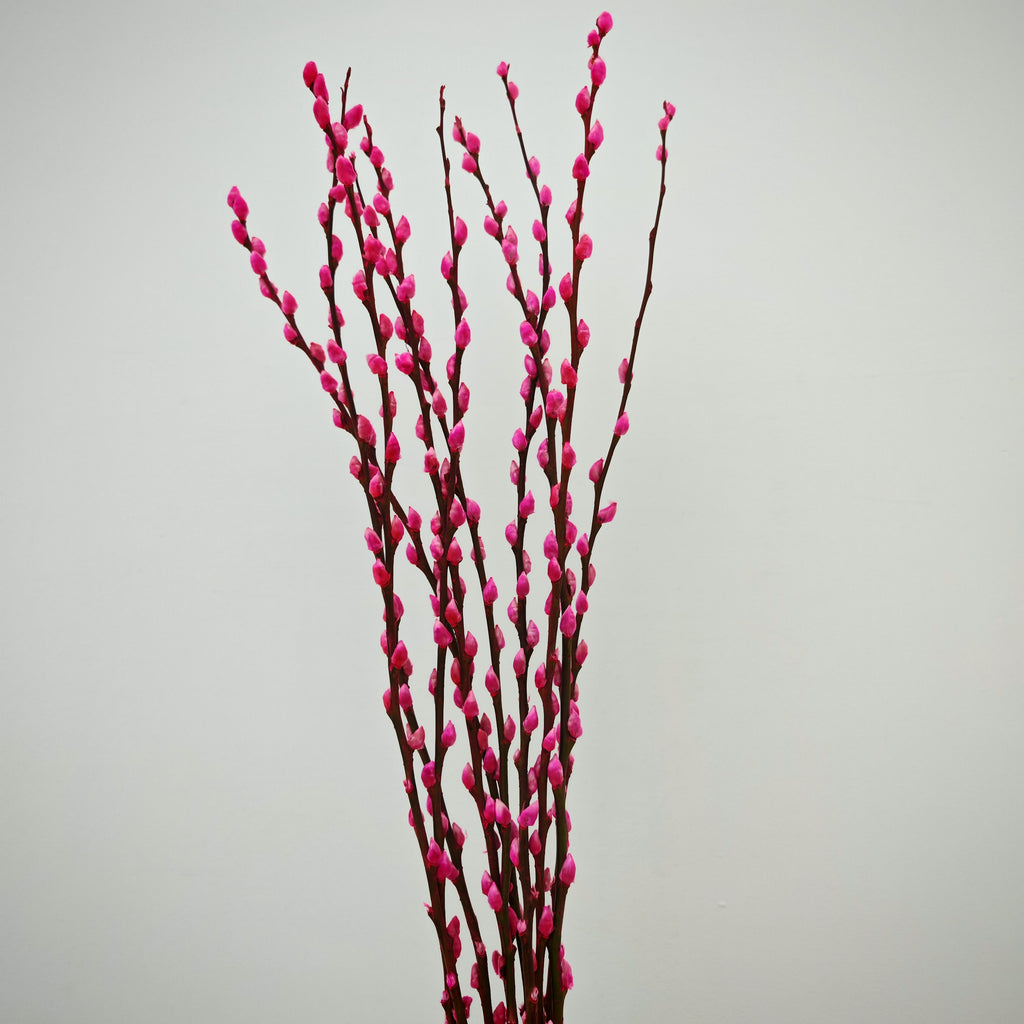 银柳 Pussy Willow Pink (3Ft) - (10 Stems)