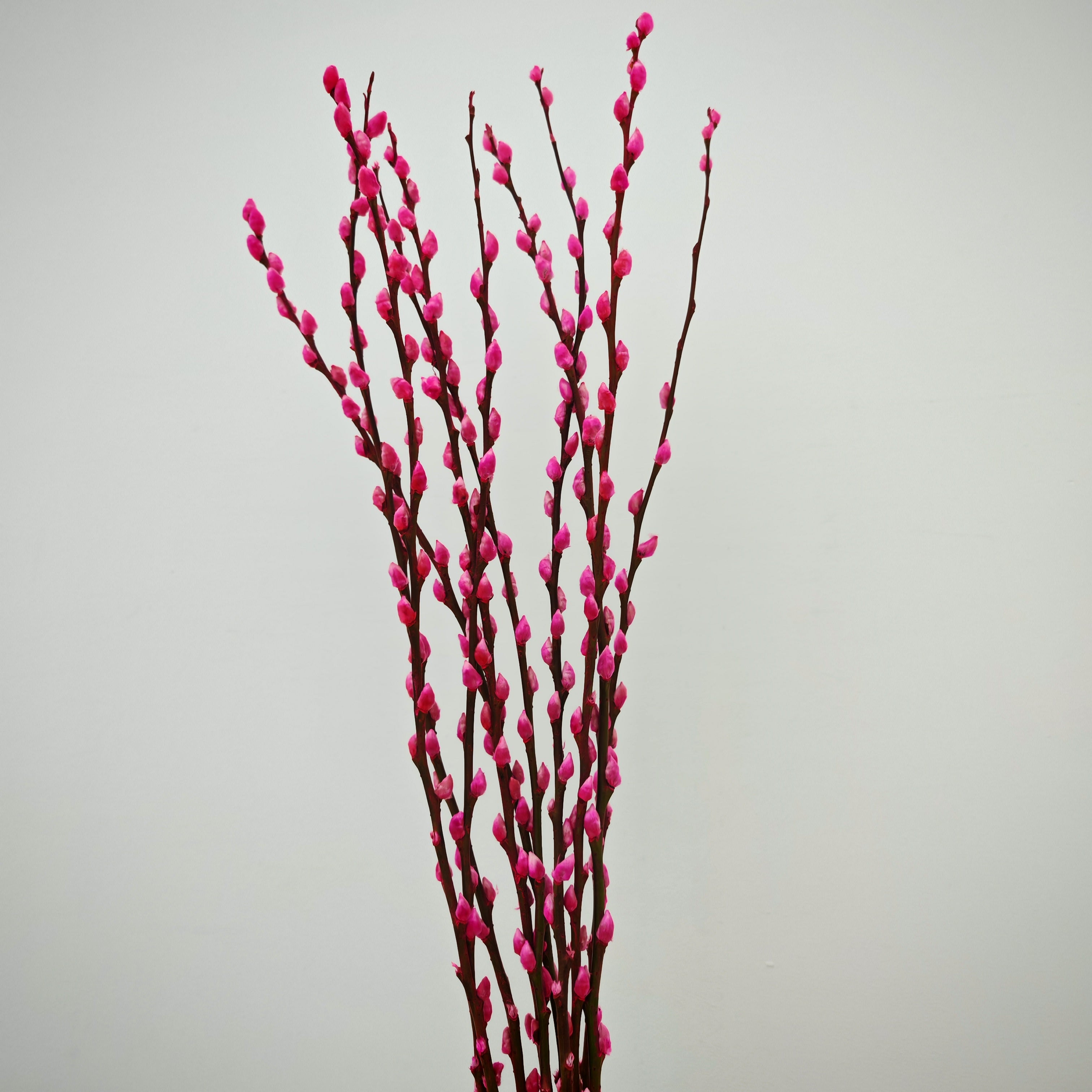 银柳 Pussy Willow Pink (5Ft) - (10 Stems)