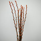 银柳 Pussy Willow Orange (5Ft) - (10 Stems)