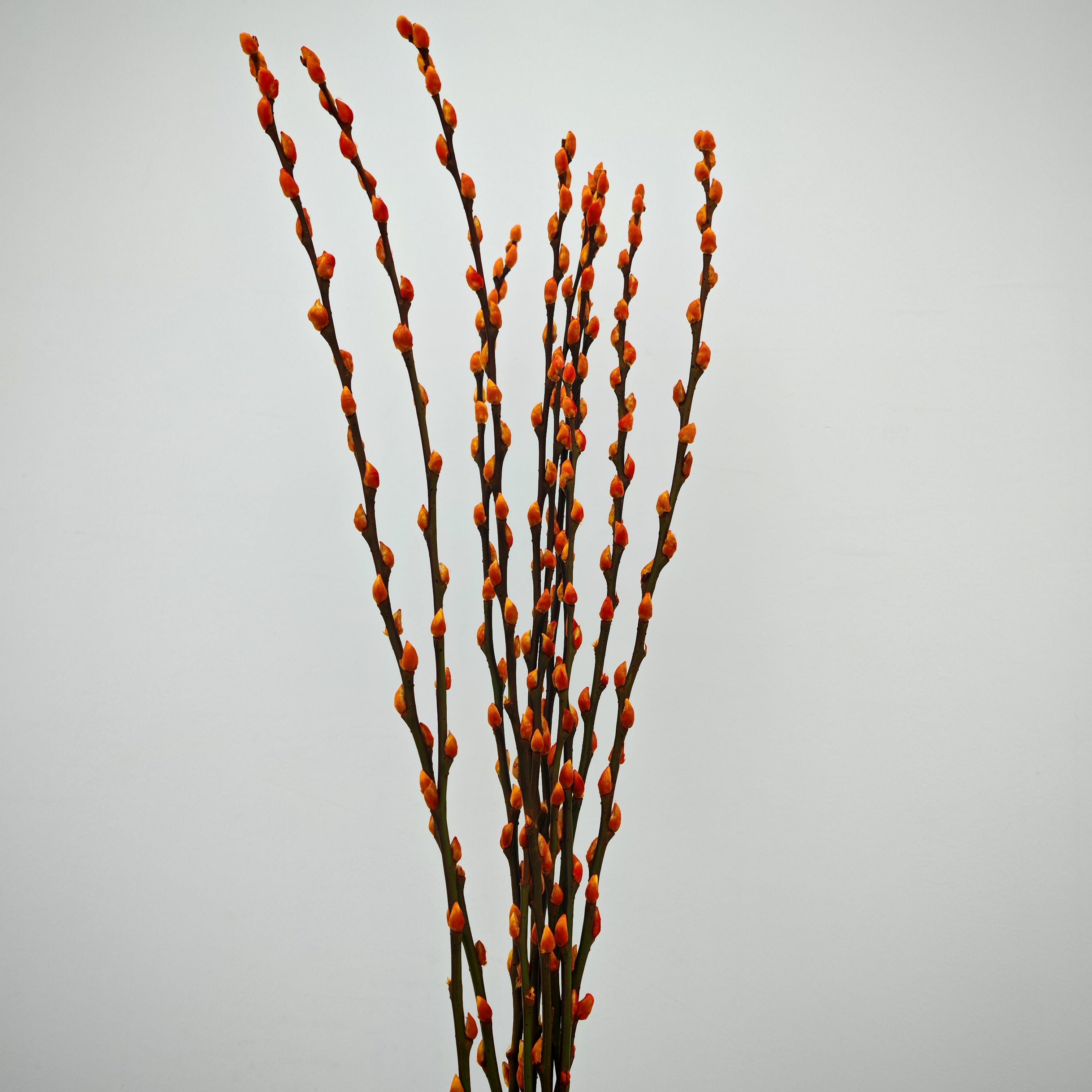 银柳 Pussy Willow Orange (3Ft) - (10 Stems)