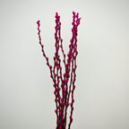 银柳 Pussy Willow Magenta (5Ft) - (10 Stems)