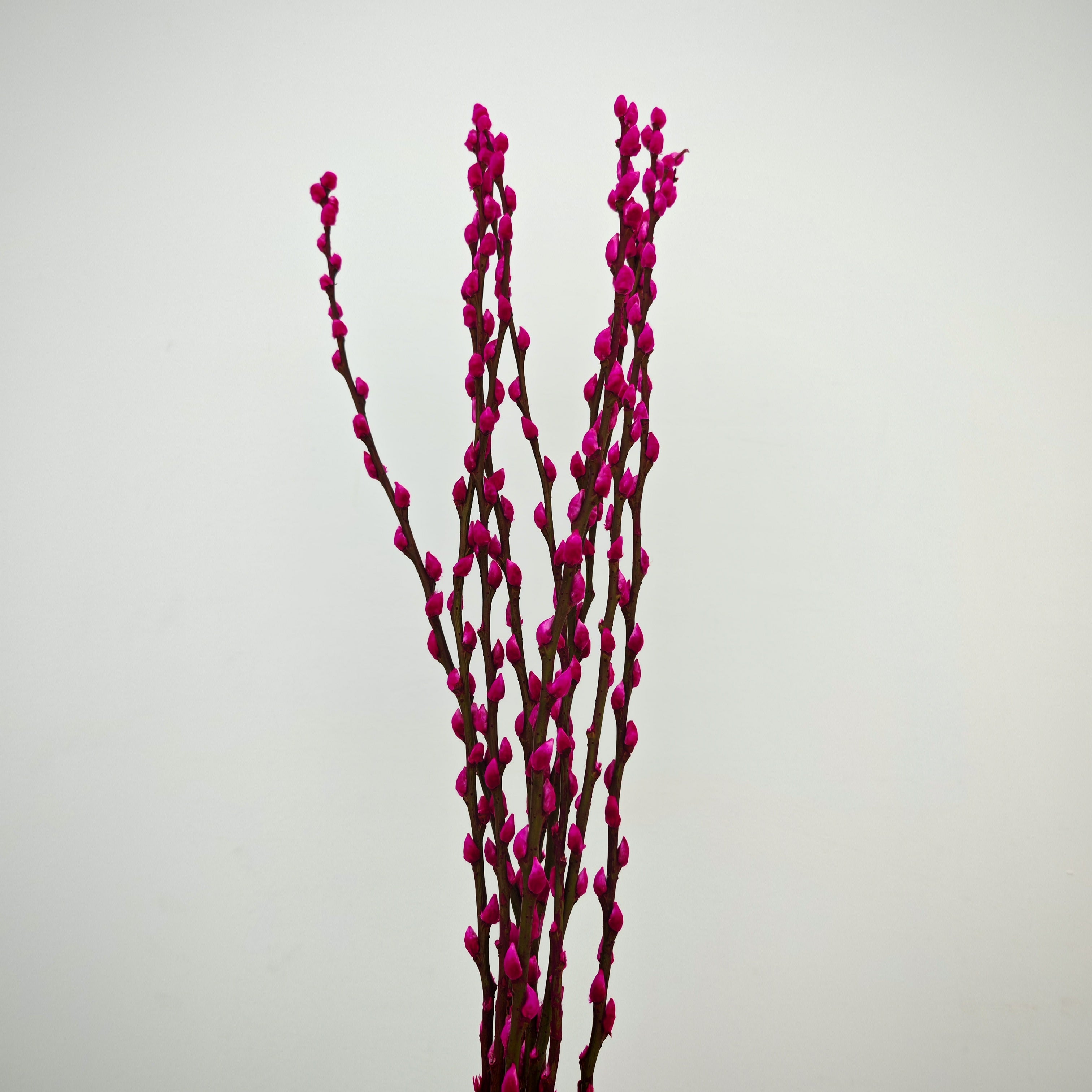 银柳 Pussy Willow Magenta (5Ft) - (10 Stems)