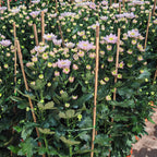 Chrysanthemum Pom-Pom 菊花