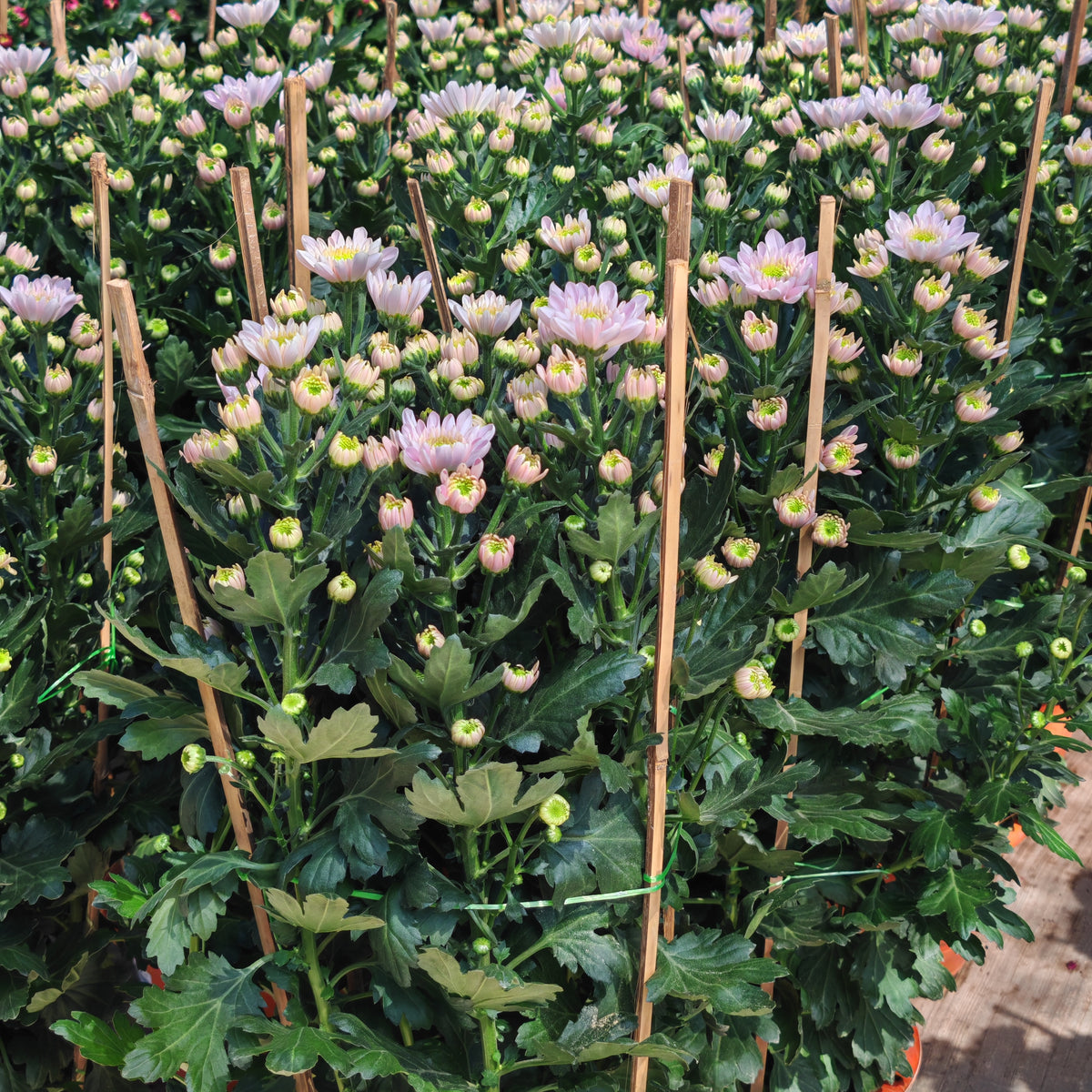 Chrysanthemum Pom-Pom 菊花