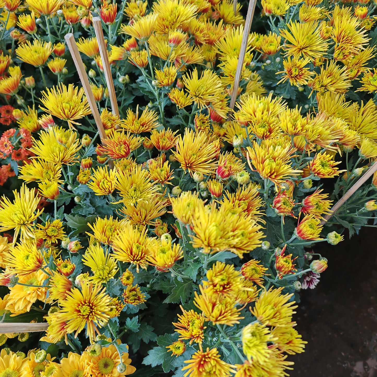 Chrysanthemum pom-pom (12寸盆) 菊花