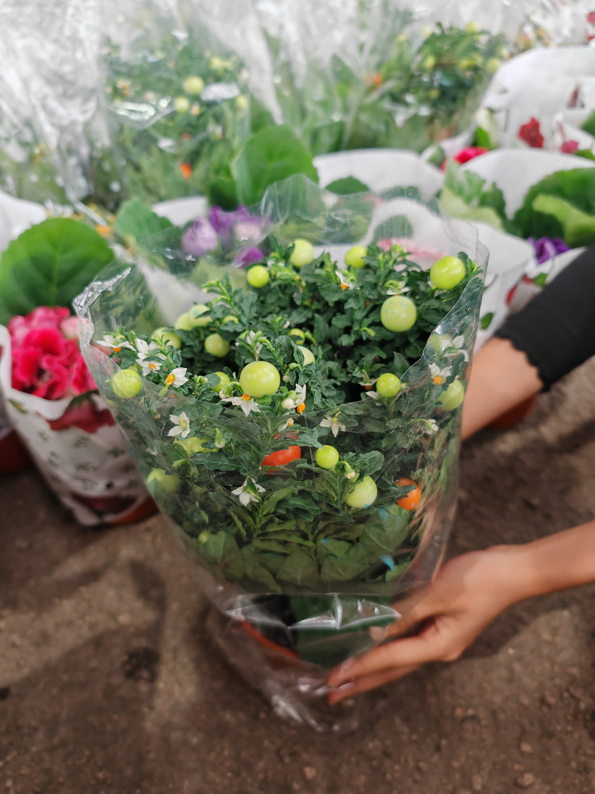 Solanum Pseudocapsicum 珊瑚樱 (Christmas Cherry) 150p
