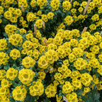 Chrysanthemum Pom-Pom (10寸盆) 菊花
