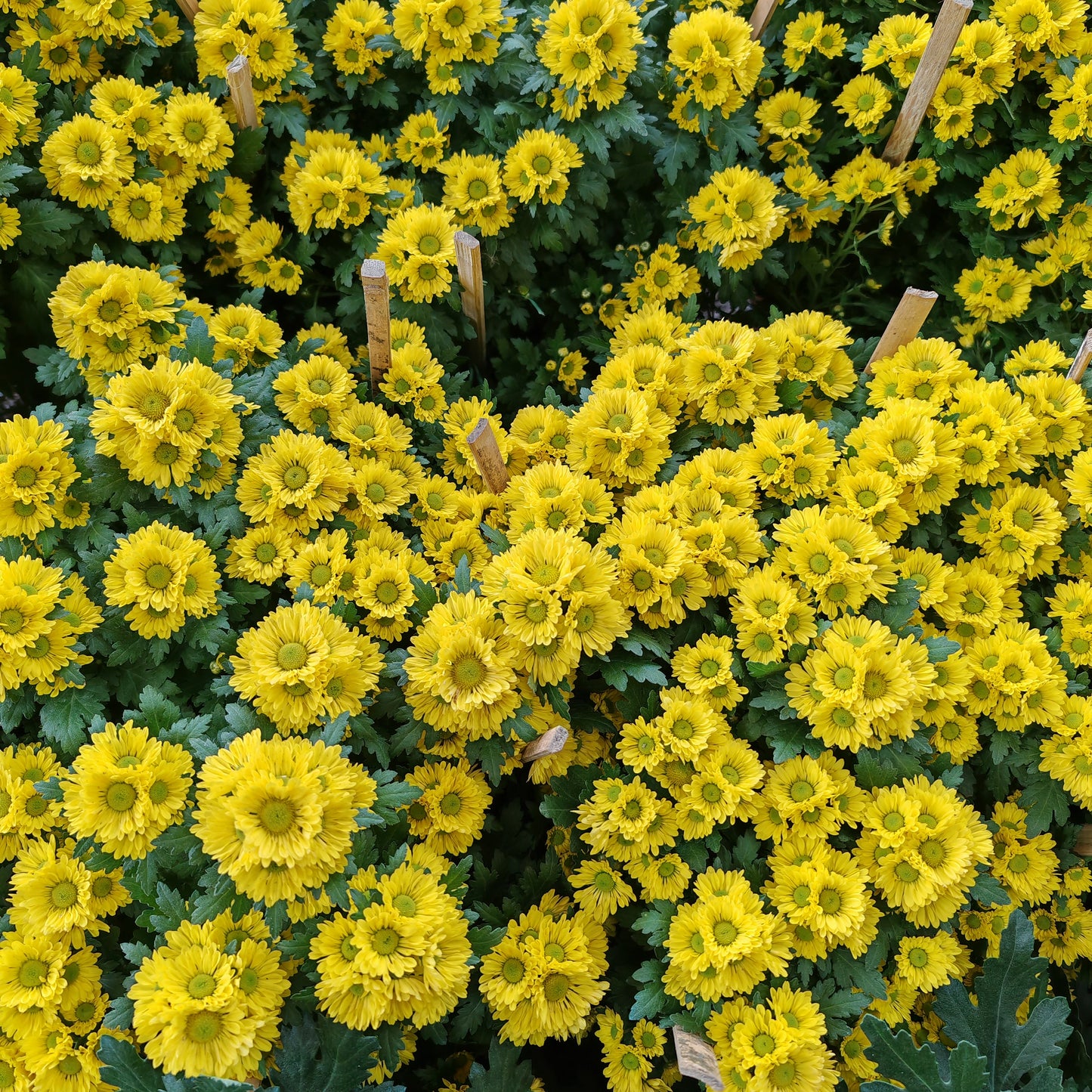 Chrysanthemum pom-pom (10寸盆) 菊花