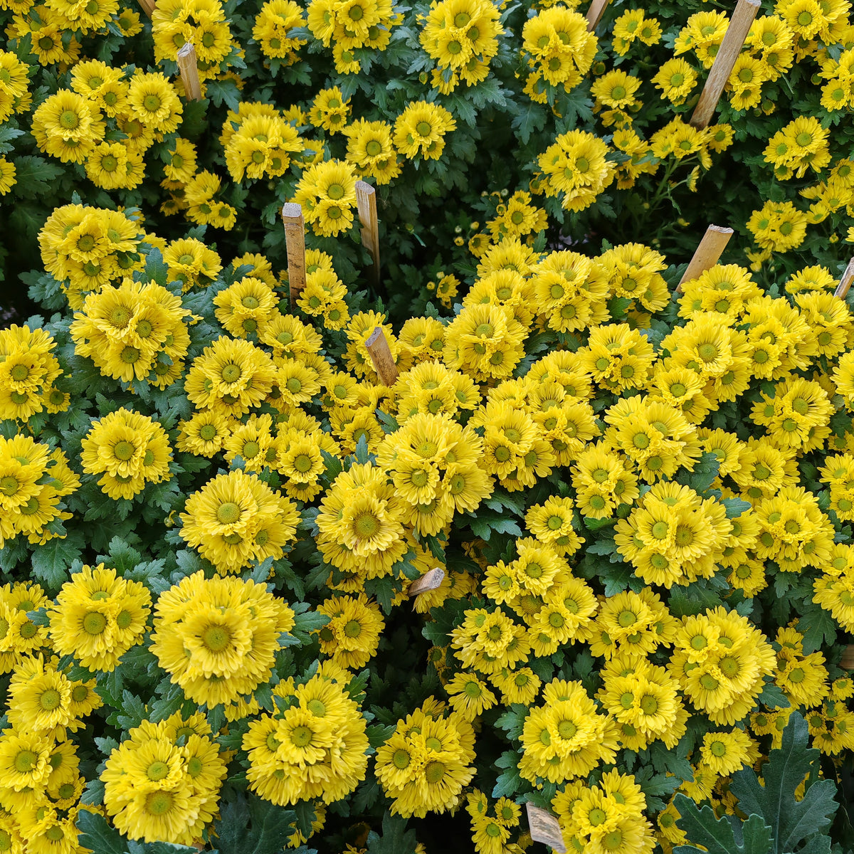 Chrysanthemum Pom-Pom (10寸盆) 菊花