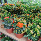 Kalanchoe 万紫千红