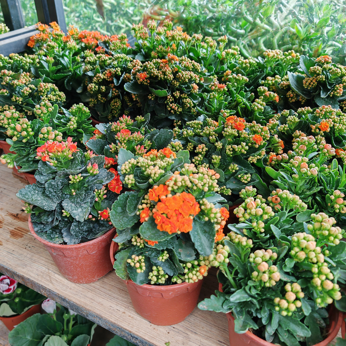 Kalanchoe 万紫千红