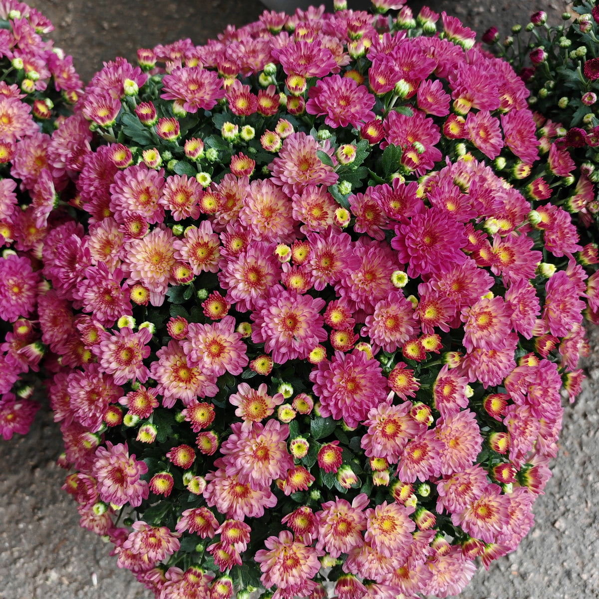 Chrysanthemum Gypsophilla P310 菊花满天星